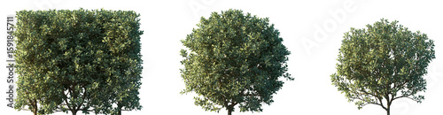 Fotografía Set of Euonymus japonicus (evergreen spindle or Japanese spindle) frontal set st