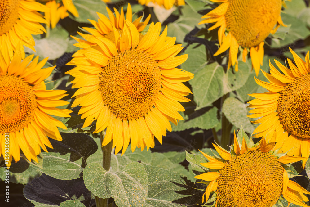 Fototapeta premium Close up of golden yellow sunflowers