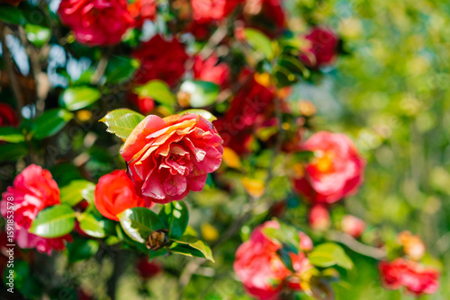 Closeup of a single flower of Camellia japonica Nagasaki in a garden in early spring