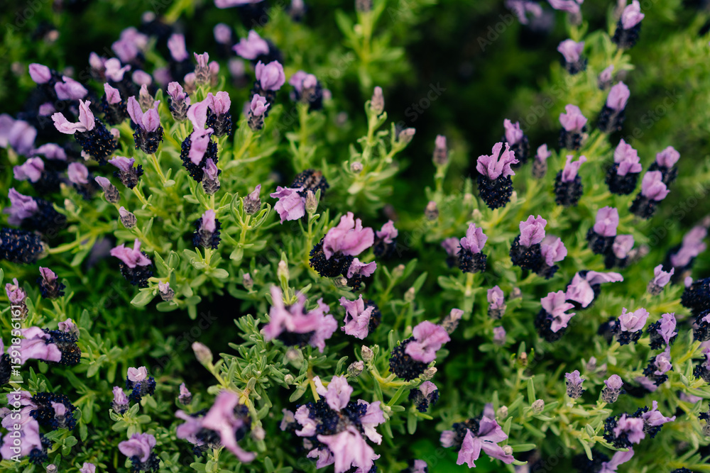 Wild flower, scientific name. Lavandula stoechas Wild flower, scientific name. Lavandula stoechas