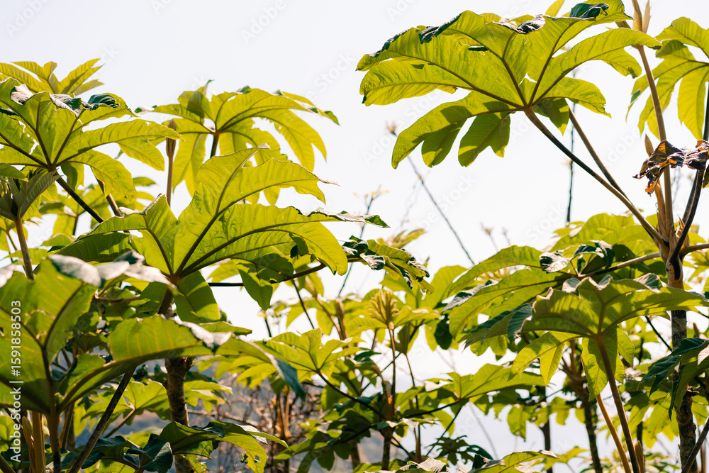Obraz premium Tetrapanax papyrifer flower seeds growing in the field