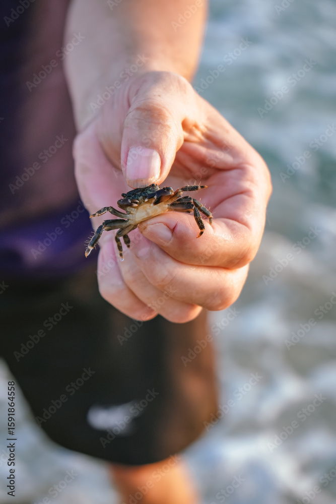 Obraz premium Adult Hand Holding a Small Crab Close-Up Outdoors