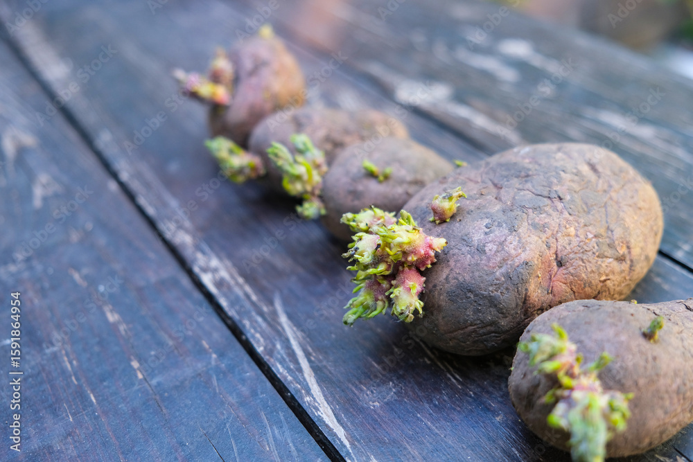 Fototapeta premium Potato seeds for planting. Tubers with young sprouts