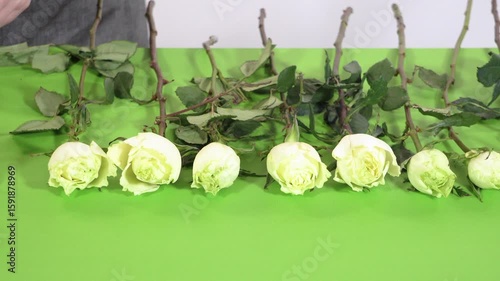 Close Alignment of Rose Stems and Blooms in Row