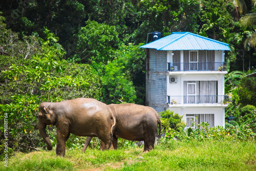 Two Asian elephants walking through a green, grassy area surrounded by dense tropical forest, with a modern white building featuring blue roofing in the background. This striking contrast between wild