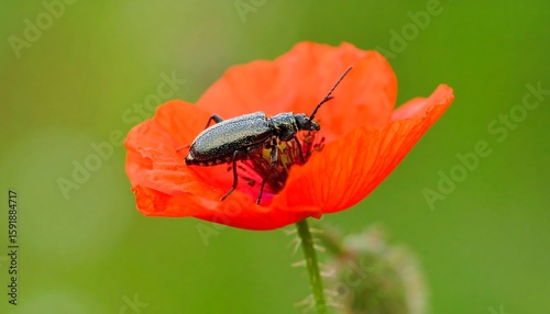 Wallpaper Mural Dark beetle on vibrant red poppy Torontodigital.ca