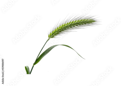 Single green barley ear with leaf isolated on transparent background