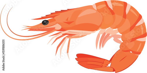 Illustration of a cooked shrimp with curled body and long antennae on a white background