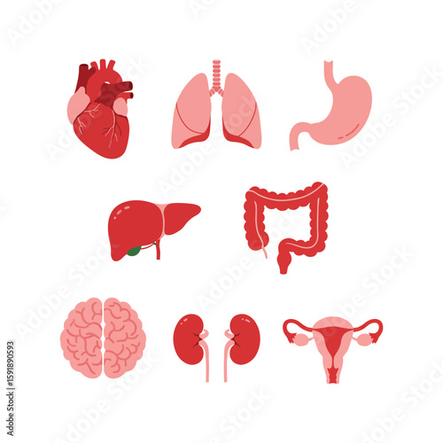 Human Internal Organs Set: Anatomy and Biology Medical Illustration