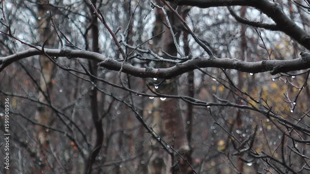 A bare leafless tree branches with water drops in the autumn forest is shaking from the strong winds on overcast day in heavy rain. A bare leafless tree branches with water drops in the autumn forest is shaking from the strong winds on overcast day in heavy rain.