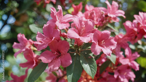 Wallpaper Mural Bougainvillea flowers in soft focus background Torontodigital.ca