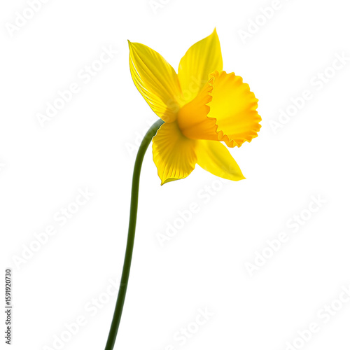 Wallpaper Mural Yellow Daffodil Flower Illustration Spring Bloom Elegant Floral Design Torontodigital.ca