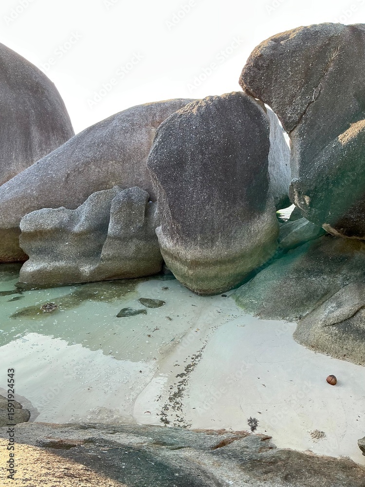 Fototapeta premium sea turtle on the beach