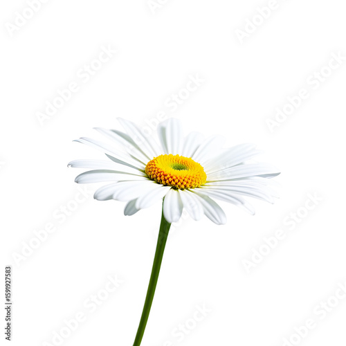 Wallpaper Mural White Daisy Flower Close Up Image Nature Photography Stock Photo Torontodigital.ca