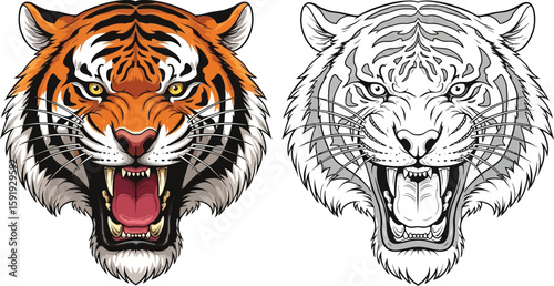 Fierce tiger head with orange stripes, sharp teeth, roaring, and a line art version, showcasing the majestic predator in vibrant color.