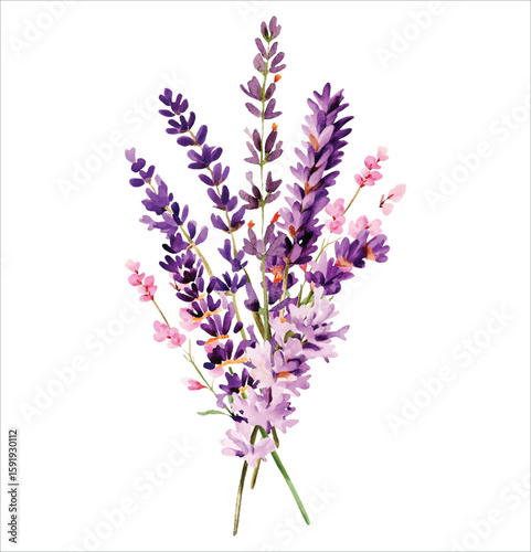 Lavender bouquet Wild Field flowers Watercolor illustration Botanical collection of garden plants. Set different wild flowers, branches, herbs and leaves for bouquets and natural elements for cards