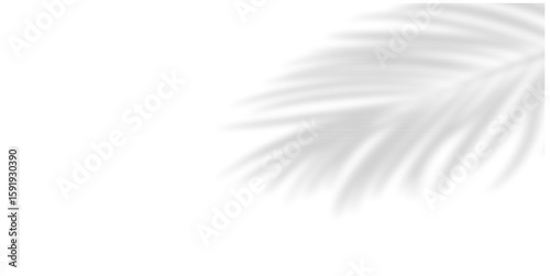Palm leaf shadow in transparent background, casting natural, tropical vibes. Perfect for summer designs, vacation themes, or product mockups, adding an organic and airy touch.