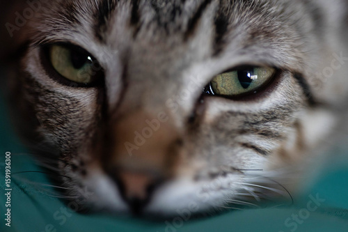 macrophotography of a cat's face leaning on the sofa