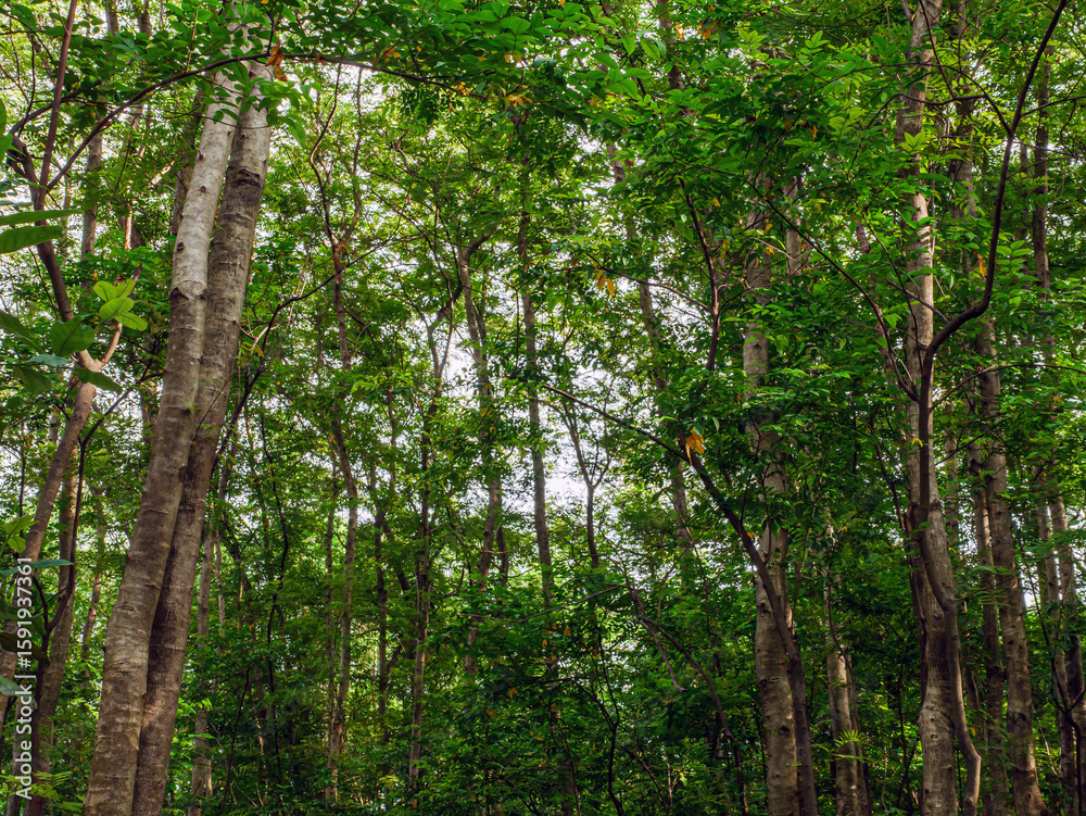Fototapeta premium Into the forest. tree background, Nature composition tree trunk to green leaves of tree in forest with sun light. Fresh environment in green woods. Forest tree on sunny day.