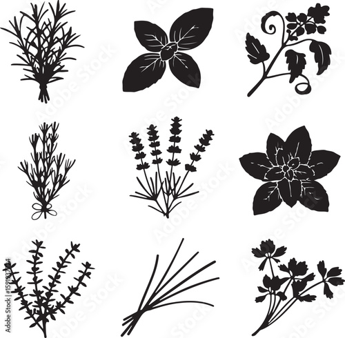Black silhouette herb collection rosemary basil