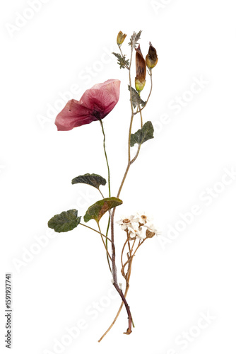 Herbarium Style Pressed Floral Composition on Transparent Background