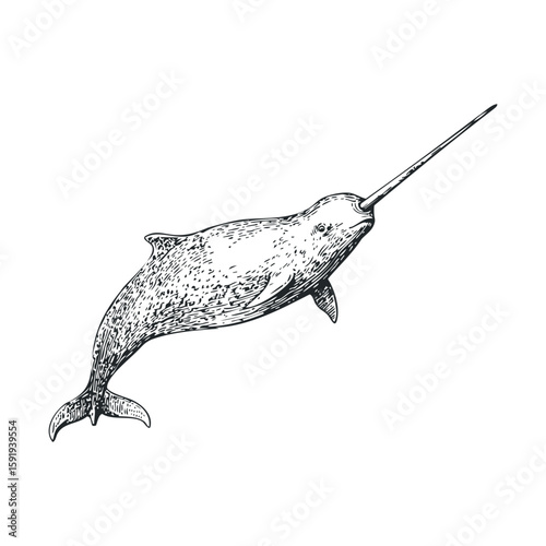 Narwhal swimming gracefully in the ocean with its long tusk