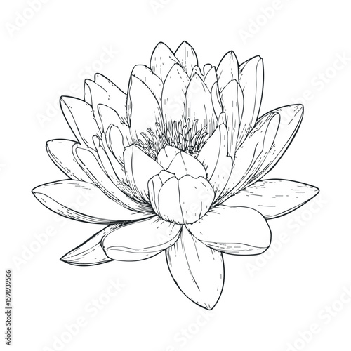 Elegant water lily design suitable for artistic expressions