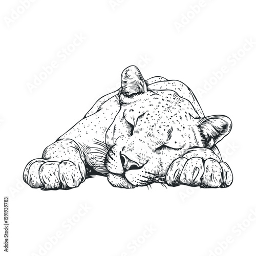 Sleeping lioness resting peacefully in the sun