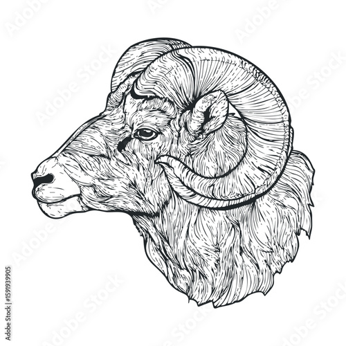 Majestic ram head sketch for wildlife art and designs