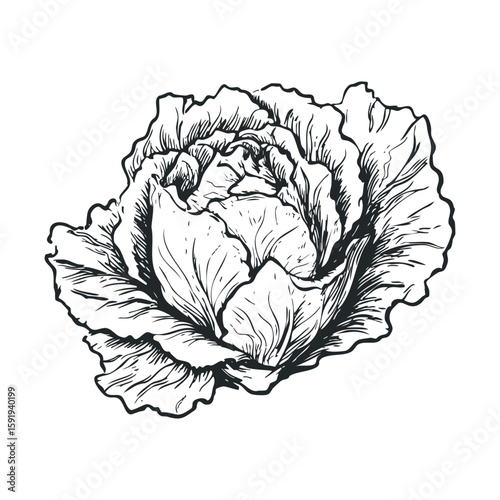 Detailed sketch of a fresh lettuce head for culinary design