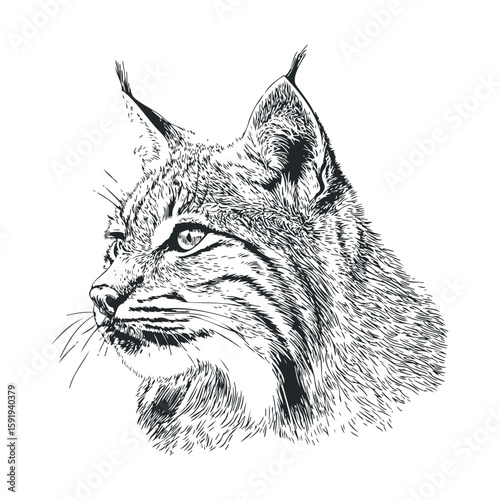 Detailed sketch of a lynx with focused expression on its face