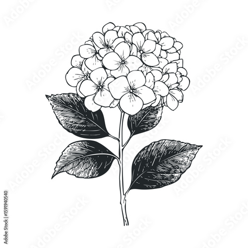 Hydrangea sketch design for art, decor, and stationery