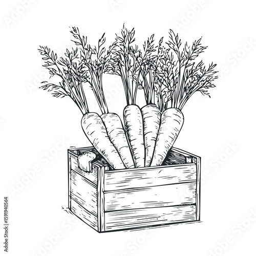 Fresh carrots in a wooden crate showcasing organic produce appeal
