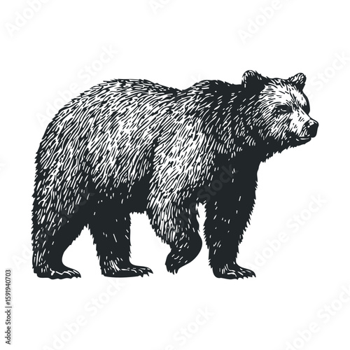 A detailed bear illustration for wildlife education and design use
