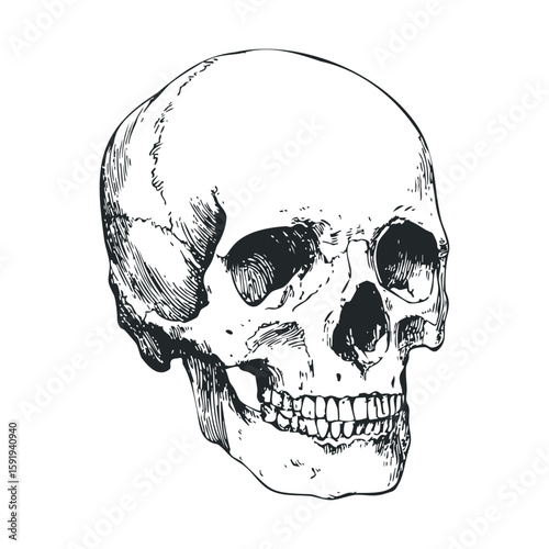 Detailed human skull illustration for educational and artistic use