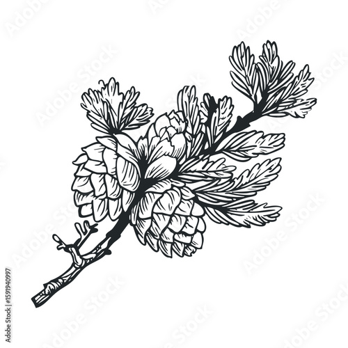 Detailed sketch of pine cone and branch for design projects