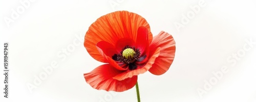 Vibrant red poppy, bud, seed head Isolated white background , opium poppy, vivid