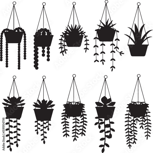 Hanging succulent plants silhouettes hanging plants