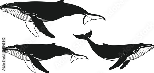 Three humpback whales swimming in different directions in black and white illustration style