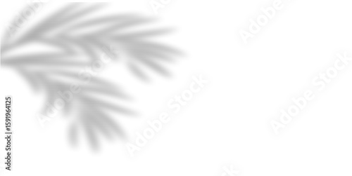 Palm leaf shadow in transparent background, casting natural, tropical vibes. Perfect for summer designs, vacation themes, or product mockups, adding an organic and airy touch.