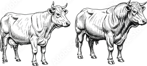 Illustration of a cow and bull in black and white with detailed line work on a white background