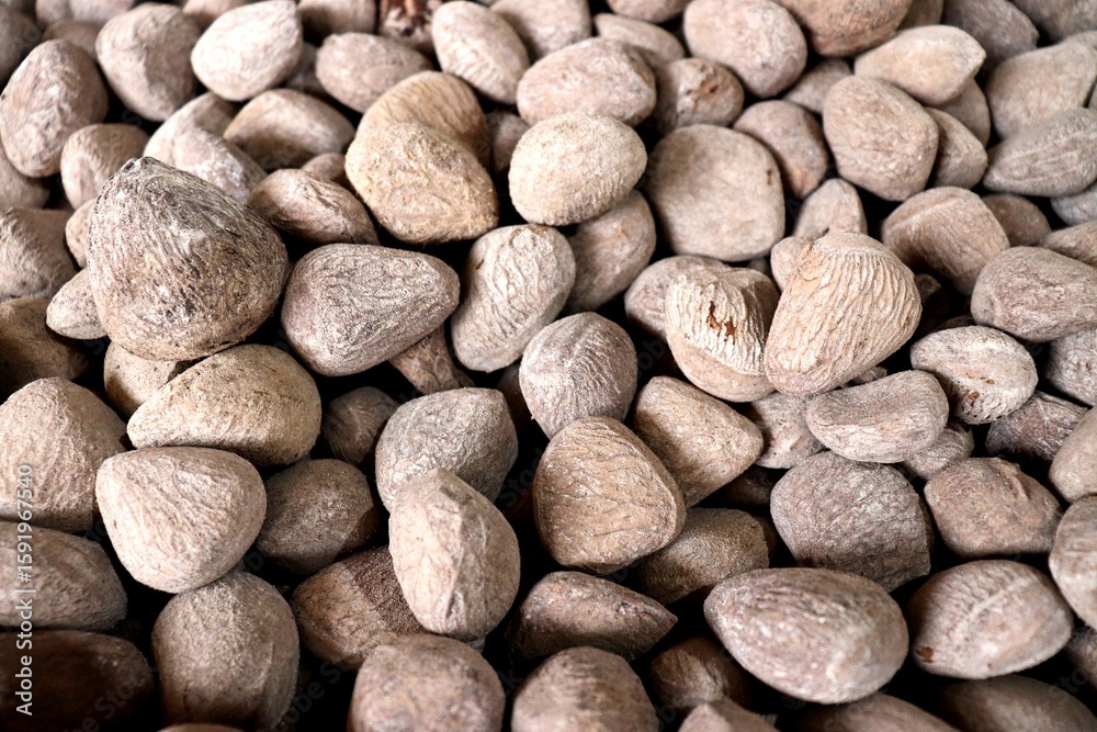 Obraz premium Kluwek or Pangium edule, is a hard-shelled fruit commonly used as a cooking ingredient. It is known for giving a distinctive black color and rich flavor to traditional dishes, especially in Indonesia