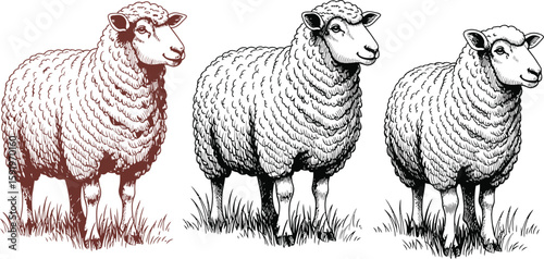 Three sheep standing in a row on grass in a black and white sketch illustration drawing style image