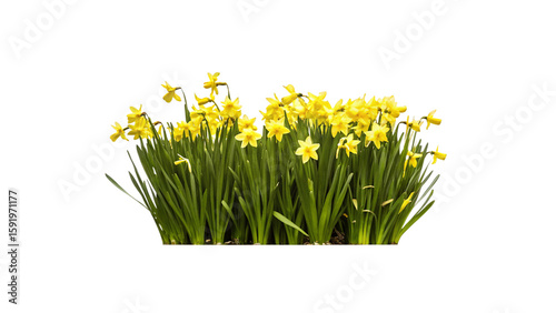 yellow daffodils isolated on white