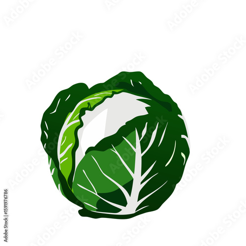Green cabbage vector illustration with fresh design for healthy diet concept	
