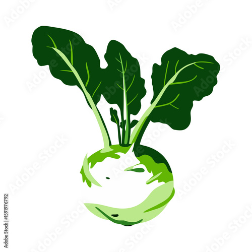 Kohlrabi vector illustration with fresh design for healthy food and nutrition diet