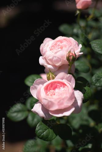 ピンク色の薔薇