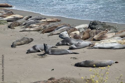 Group of elephant seals basking on a sandy beach. Big Sur, California.
