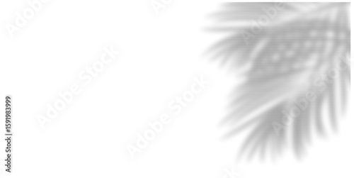 Palm leaf shadow in transparent background, casting natural, tropical vibes. Perfect for summer designs, vacation themes, or product mockups, adding an organic and airy touch.