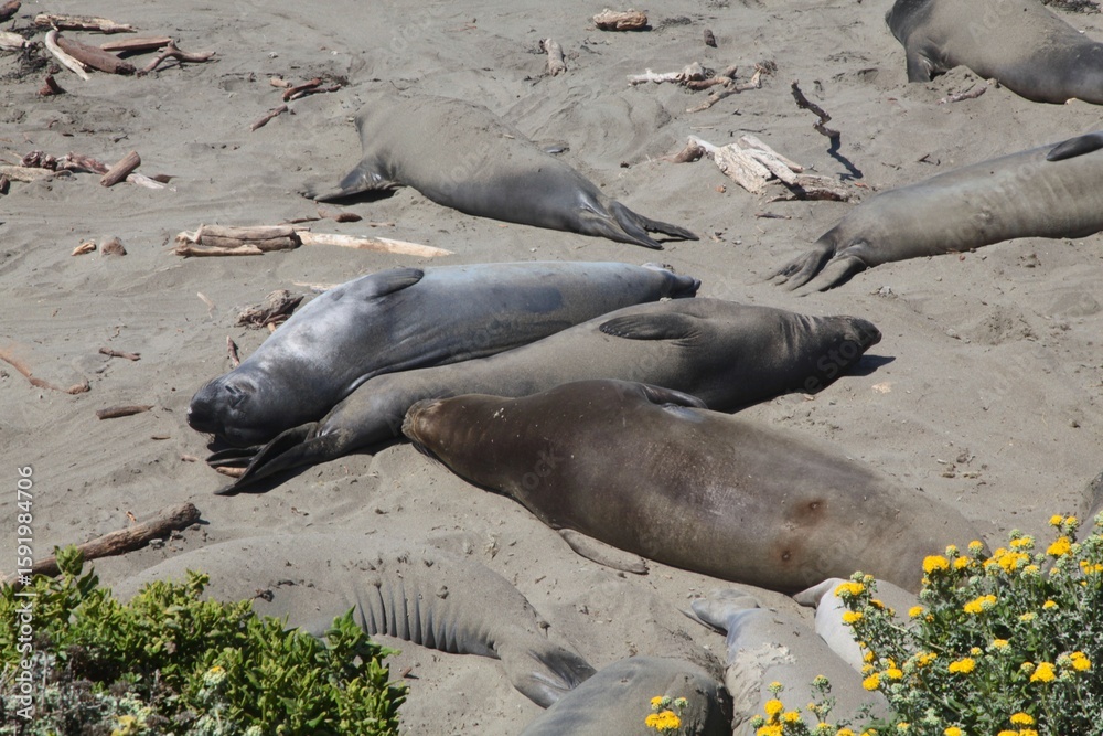 Fototapeta premium Group of elephant seals resting on a sandy beach with driftwood. Big Sur, California.